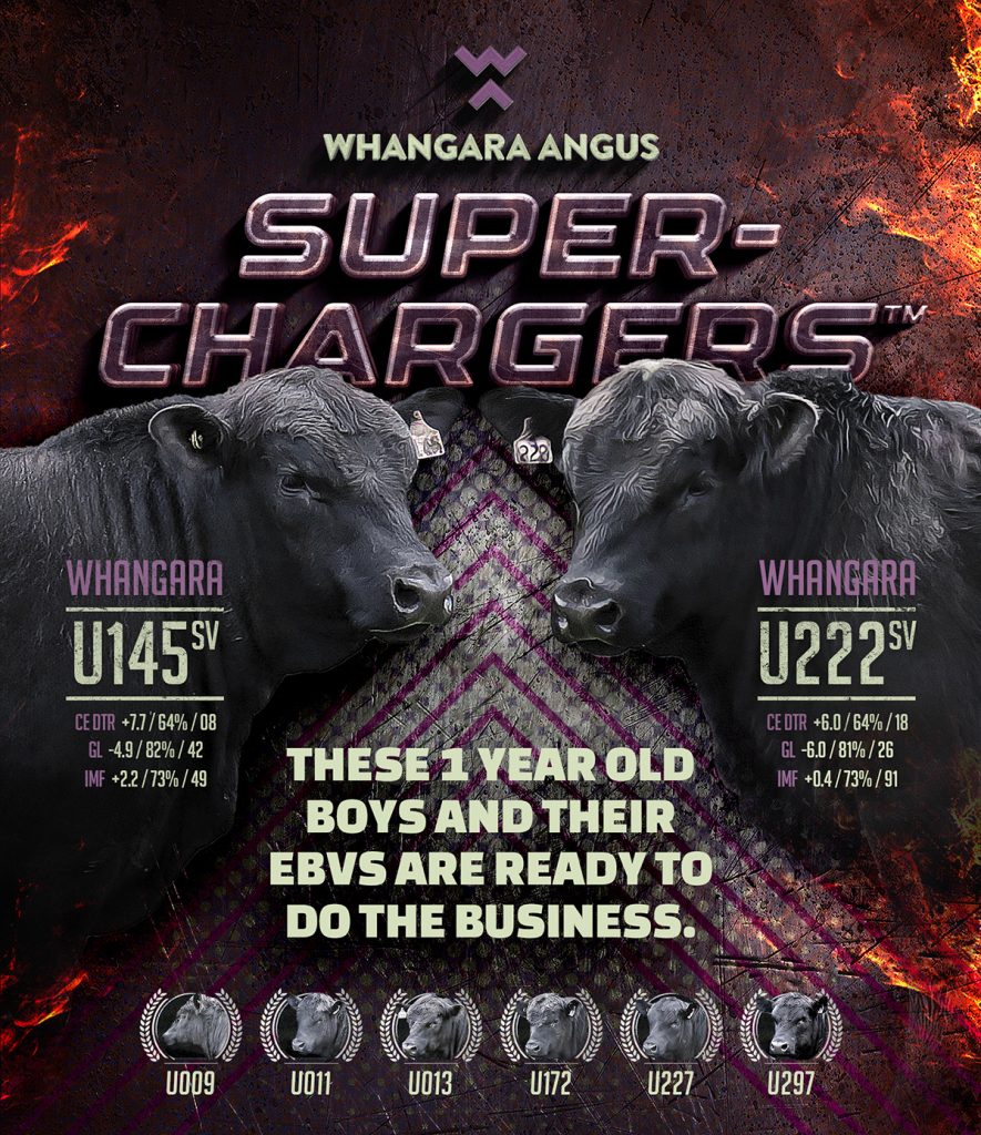 Whangara Angus Superchargers